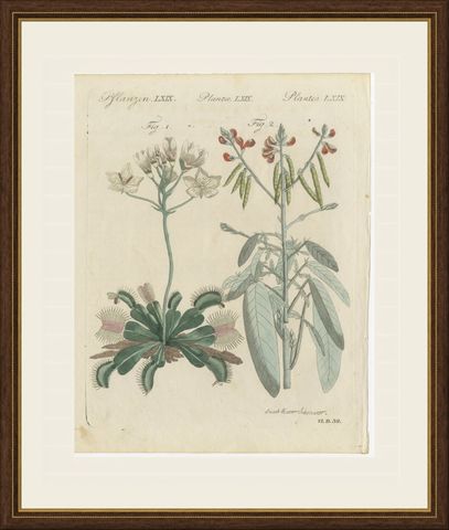 Venus Flytrap Carnivorous Plant, Antique Bertuch Print, circa 1805, shown framed