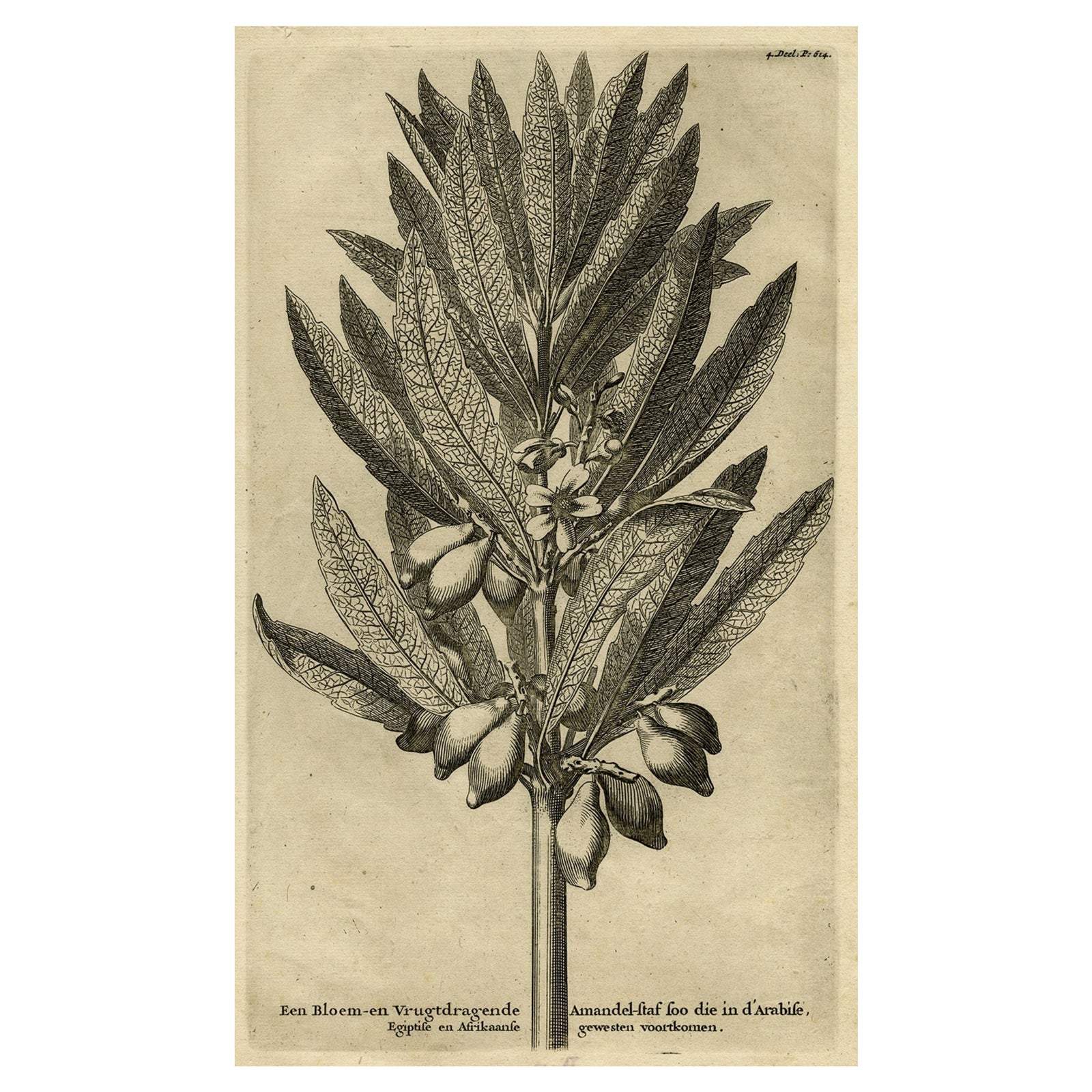 Original Antique Engraving of an Almond Branch in Arabia, Egypt or Africa, 1729