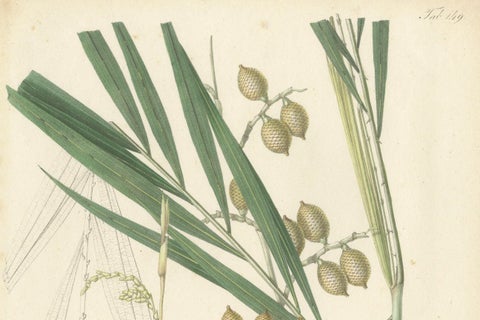 An Original Antique Palm Illustration of the Calamus Melanoloma, 1847, close-up 1