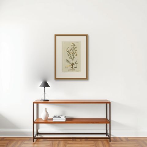 Scotch Broom Botanical Engraving, Icones Plantarum Medicinalium, 1788, shown framed on a wall, true to size