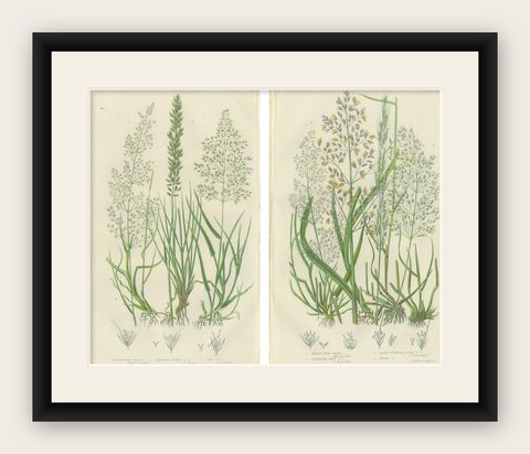 Moonwort and Adder’s Tongue Ferns Antique Botanical Prints, 1873, shown framed