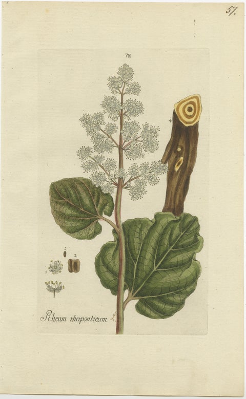 Set of 2 Antique Botany Prints, Rheum Rhapontieum & Rheum Palmatum, view 3