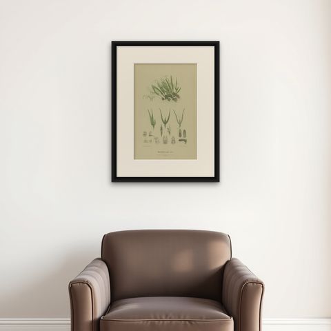Antique Botany Print of the Pineapple Orchid, '1884', shown framed on a wall, true to size