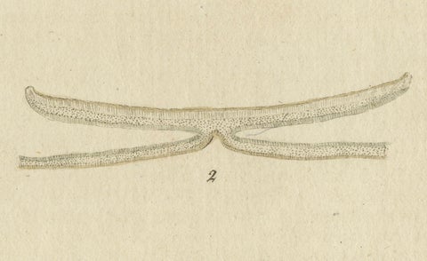 Hand-Colored Engraving of Shield Lichen, Parmelia saxatilis, by F. Guimpel, 1819, close-up 3