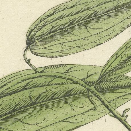 Antique Botanical Print of Chinaroot, close-up 1