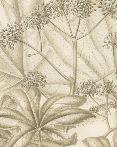 Fatsia Japonica, Aralia Japonica Flowering Branch Lithograph, 1858, close-up 1