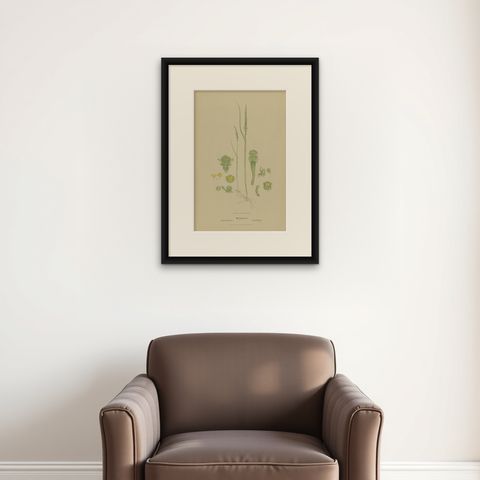 Antique Botany Print of the Slender Onion-Orchid & Common Onion Orchid, '1884', shown framed on a wall, true to size