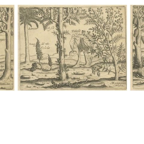 De Bry Botanical Engravings, Pineapple, Mango & Pepper Plants, c.1598, close-up 4