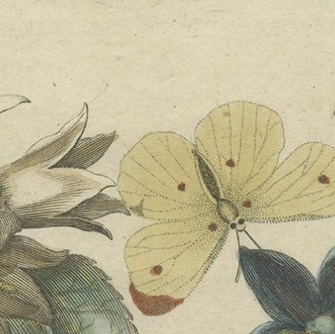 Antique Hand-Colored Flower Print of Campanula Plants, 1794, close-up 2