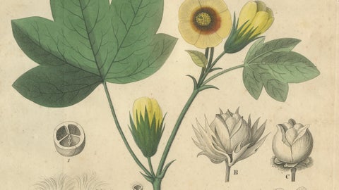 Antique Cotton Botanical Print, Gossypium Herbaceum, c.1831, close-up 3