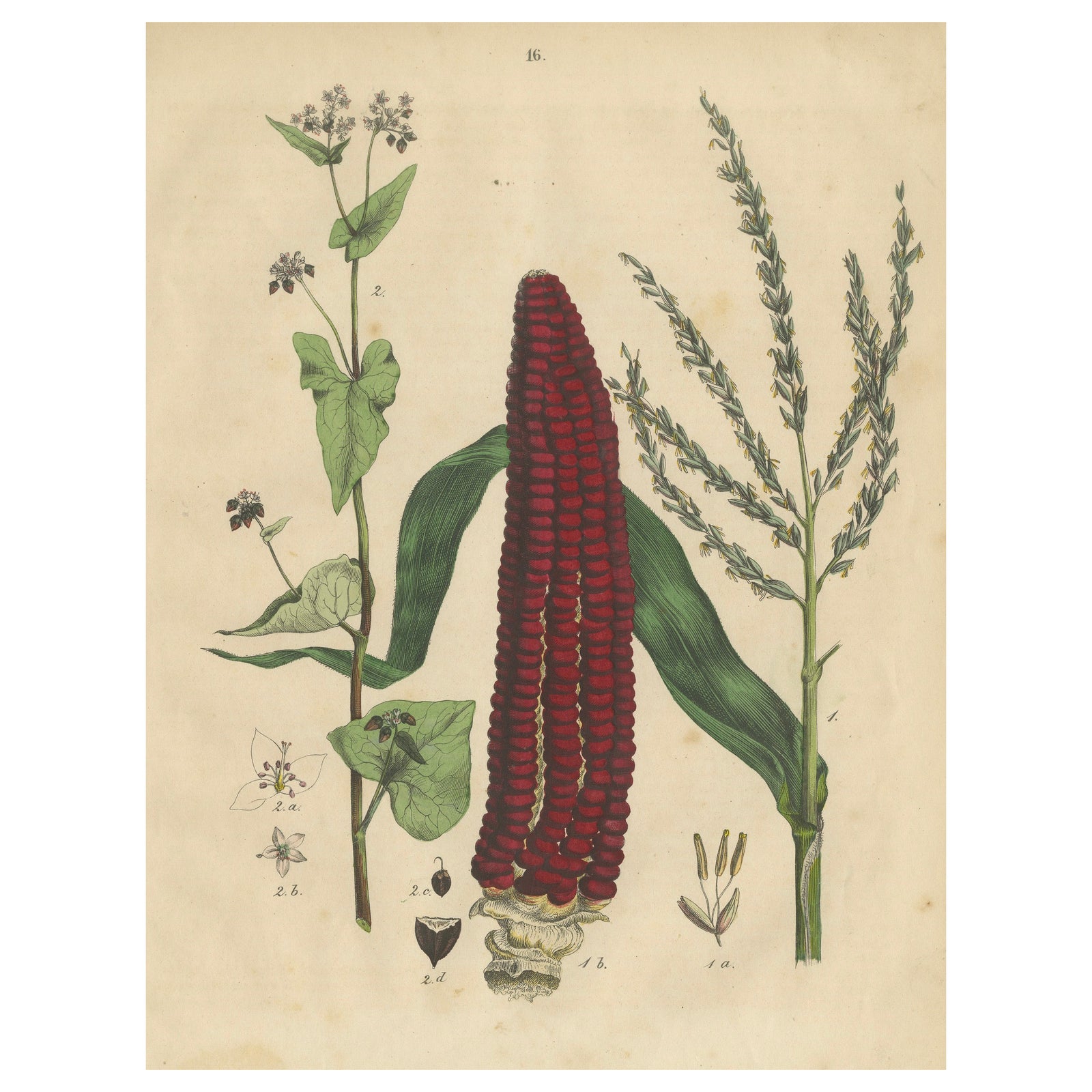 Antique Maize Botanical Print, Corn Plant Study, Germany 1852