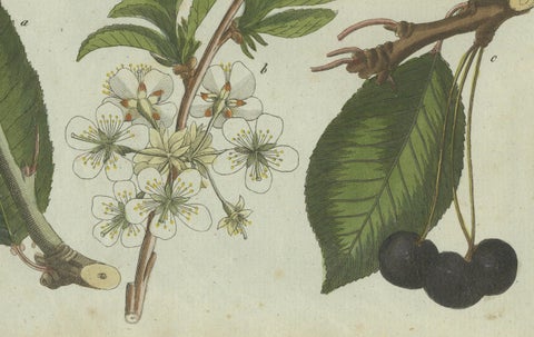 Botanical Study of Plum and Cherry Blossoms and Fruits, Hand-Coloured in 1805, close-up 1