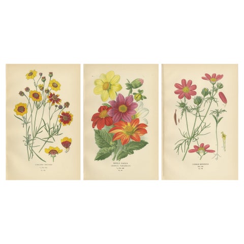 Antique Botanical Prints: Coreopsis, Single Dahlia & Cosmos Bipinnatus, 1897