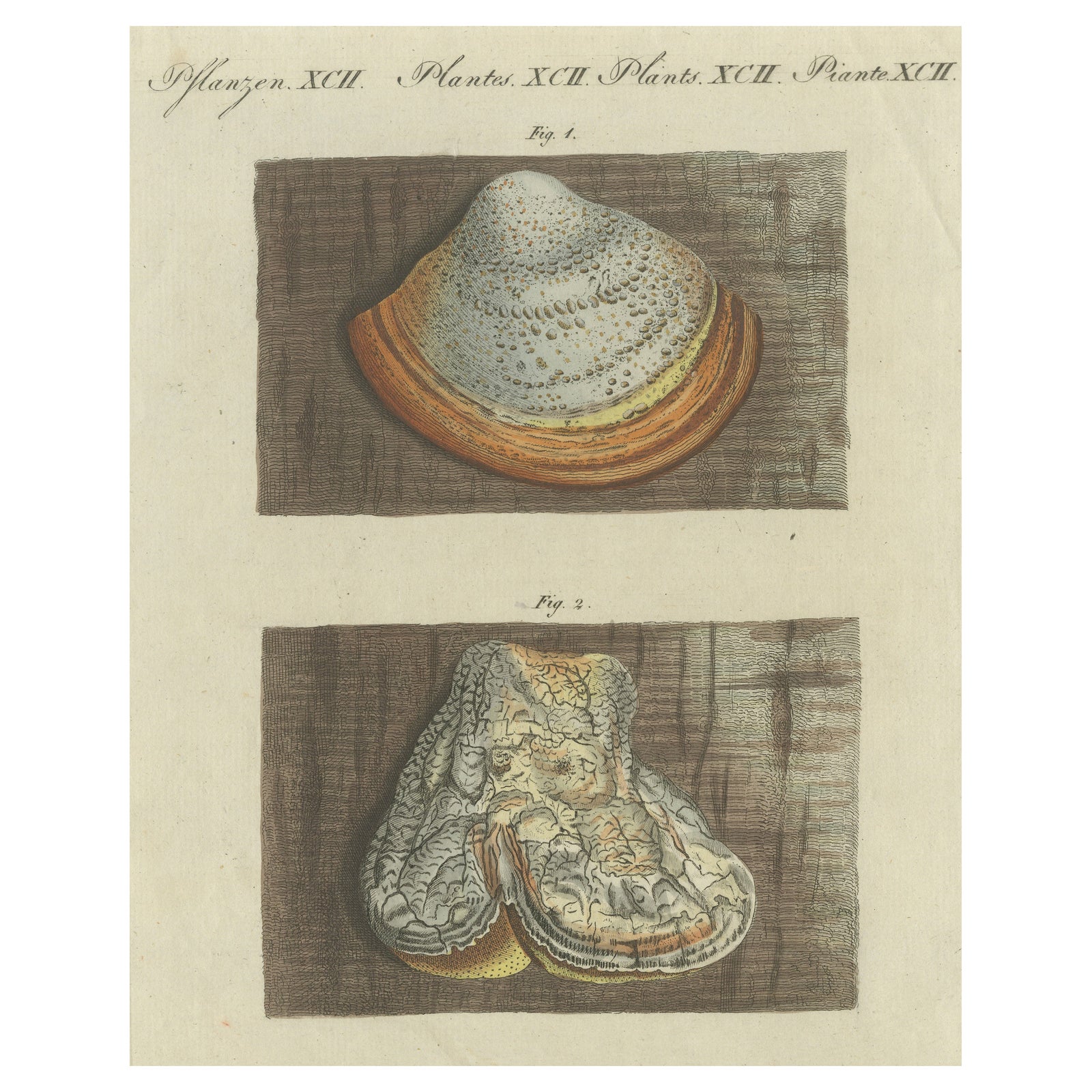 Antique Engraving of Phellinus Igniarius & Laricifomes Officinalis Fungi, 1795