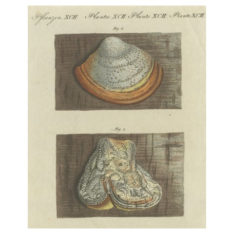 Antique Engraving of Phellinus Igniarius & Laricifomes Officinalis Fungi, 1795