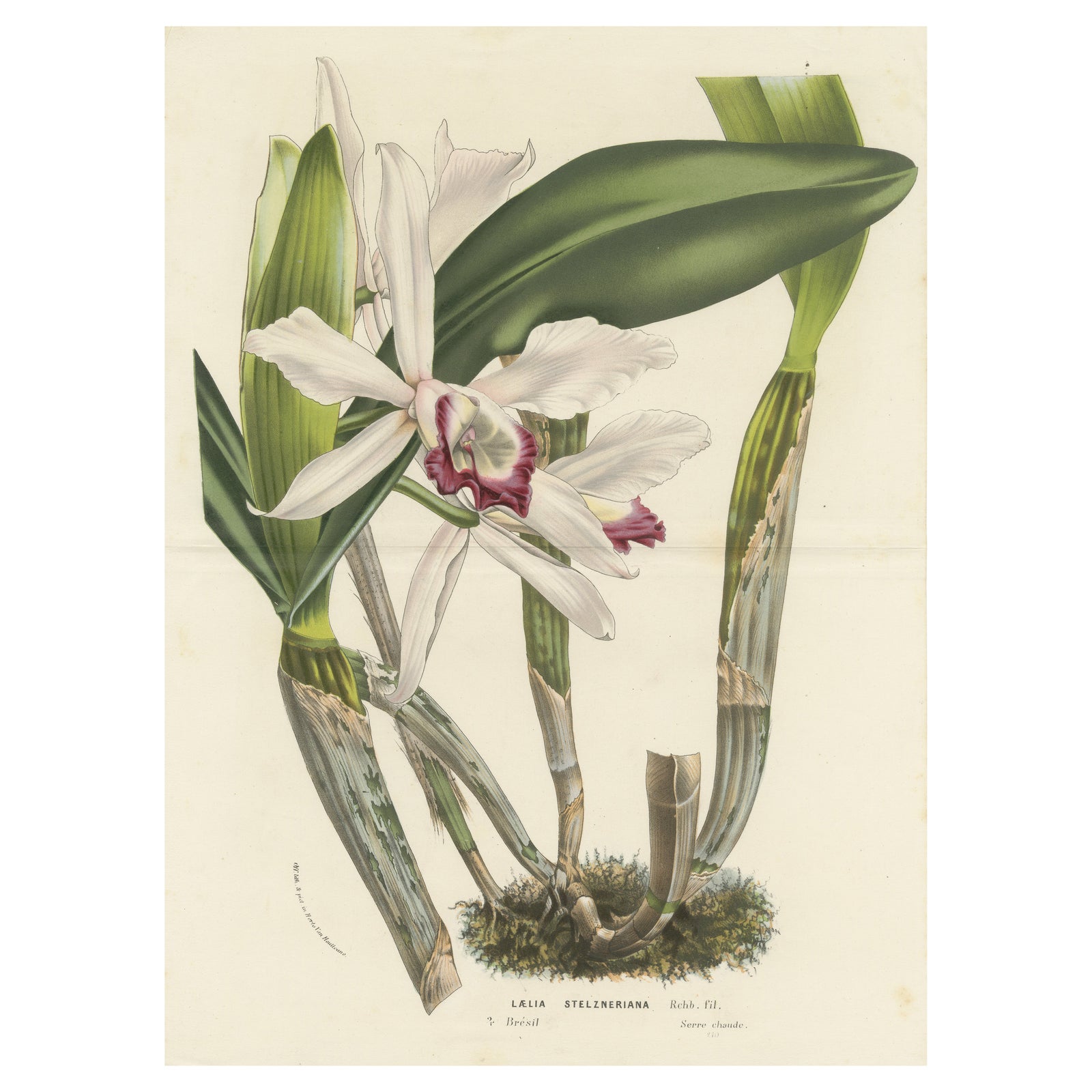 Stelzner's Laelia Orchid: Hand-Colored Lithograph by Louis van Houtte, 1855