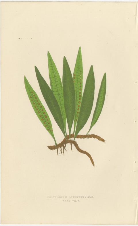 Exotic Victorian Fern Lithograph Collection with English Species Names, 1856, view 9