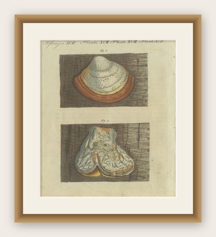 1805 Hand-Colored Engraving of Fungi Specimens from Bertuch’s Work, shown framed