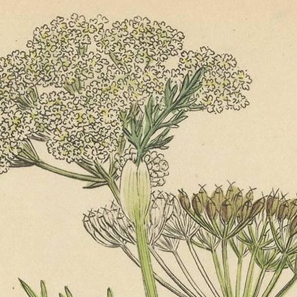 Antique Botany Print 'Carum Carui' J. Sowerby, 1805, close-up 1