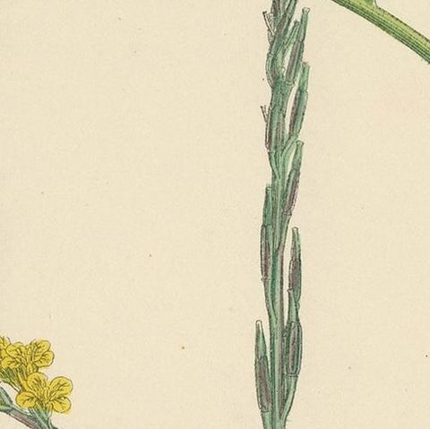 Antique Botany Print 'Hoary Mustard' by J. Sowerby, circa 1860, close-up 2