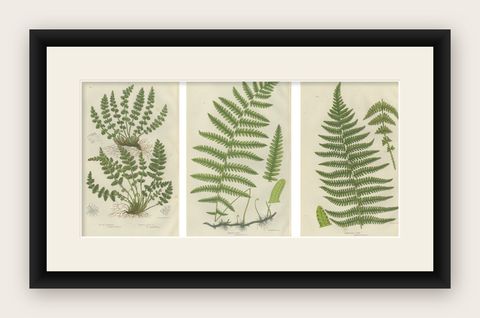 Oblong Woodsia, Marsh Fern and Mountain Fern, Botanical Triptych, 1873, shown framed
