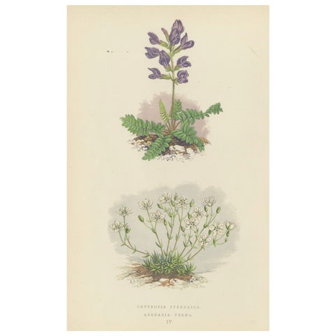 Pyrenean Oxytrope and Spring Sandwort, Hand-Coloured Botanical Print, 1874