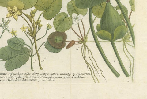 Aquatic Elegance: Water Lilies and Pond Plants in 18th Century Engraving, 1748, close-up 3