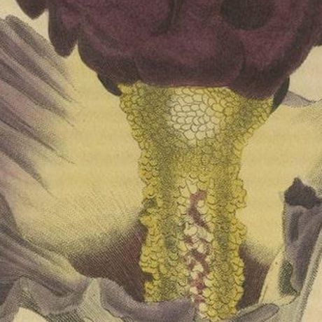 Velvet Majesty: The Bell-Shaped Arum, A Vintage Portrait of Botanical Splendor, close-up 4