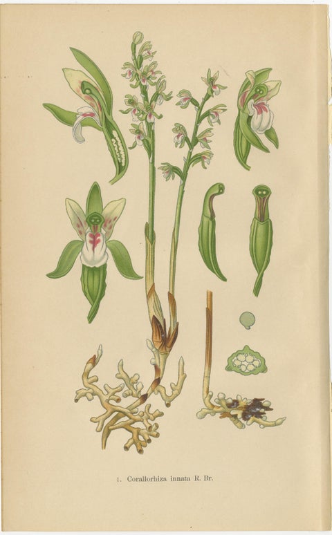 Alpine to Woodland: The Orchid Spectrum of 1904 in Antique Prints, view 7