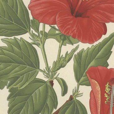 Floral Masterpieces: A Collection of 19th-Century Horticultural Art, 1896, close-up 5