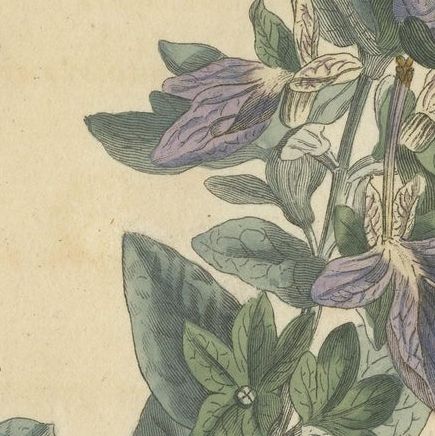 Antique Botany Print of the Broad Leaved Shrubby Germander, close-up 3
