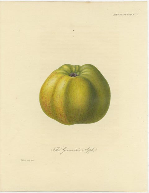 Set of 2 Antique Prints of the Gravenstein Apple and Alexander Apple, view 2