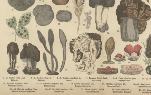 Morels & Truffles, Antique Botanical Lithograph, European Fungi 1885, close-up 3