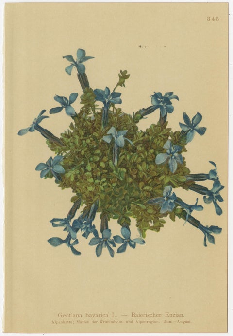 Alpine Gentian Botanical Prints Set of 4, Antique Chromolithographs 1897, view 7