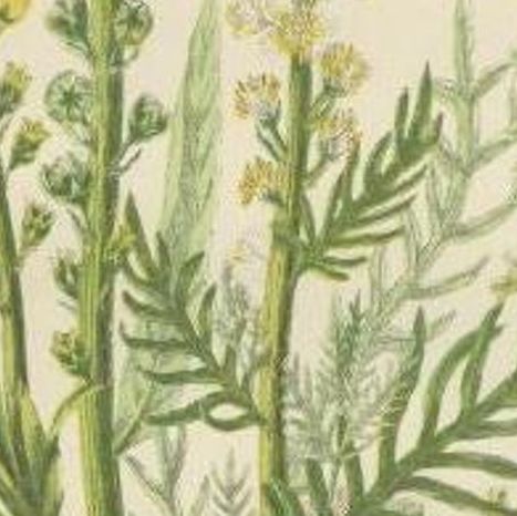 Antique Botany Print of Dyers Rocket Yellow Weed, C.1860, close-up 2