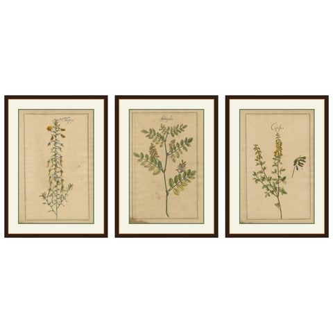 Antique Floral Botanicals, Natrix, Astragalus & Cytisus, Leipzig 1690s
