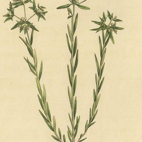 Antique Botany Print of Euphorbia Exigua by Curtis, circa 1817, close-up 2