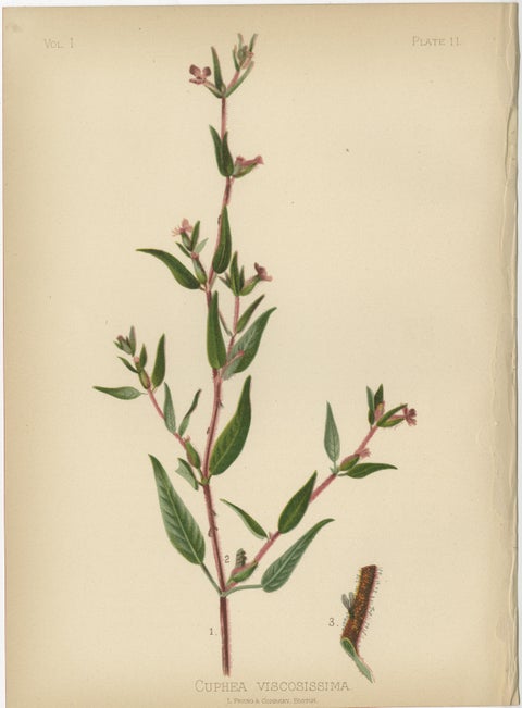 Native US Flora, Three Original Botanical Chromolithograps, 1879, view 3