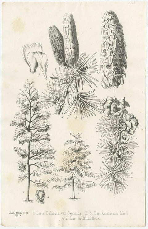Set of 2 Antique Botany Prints, Larix Decidua 'c.1880', view 2