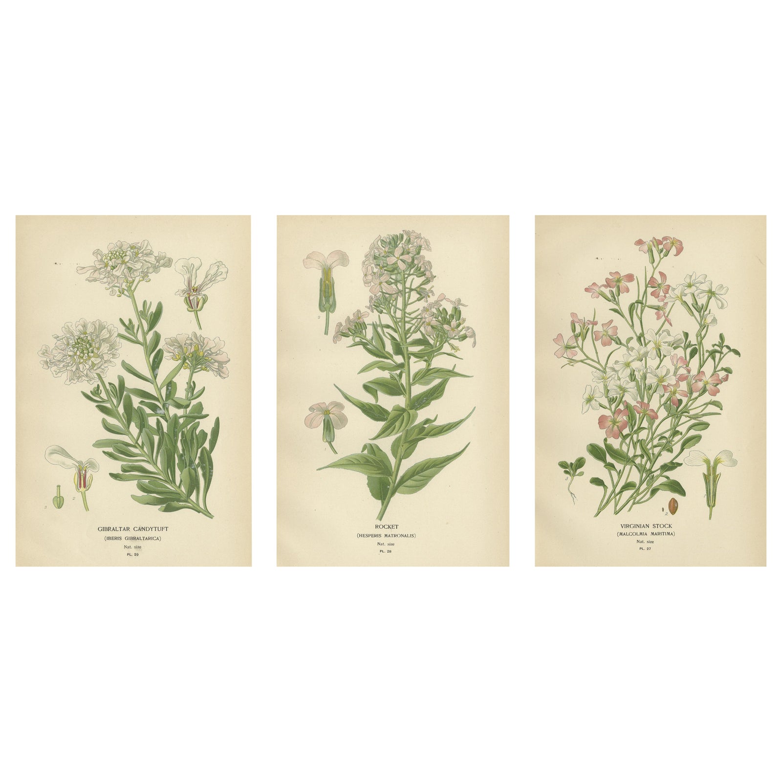 Ephemeral Blossoms: Treasures from 'Favourite Flowers of Garden and Greenhouse'