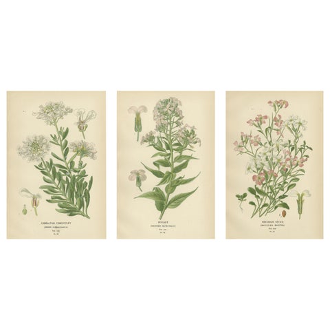 Ephemeral Blossoms: Treasures from 'Favourite Flowers of Garden and Greenhouse'