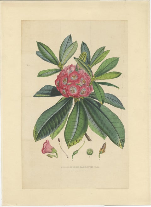 Large Original Antique Flower Lithograph of the Rhododendron Barbatum, 1849, view 2