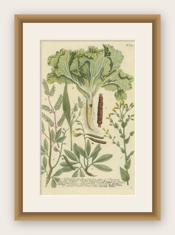 Botanical Splendor: Laburnum and Florae in 18th Century Etching, 1748, shown framed