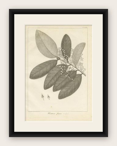 Antique Print of the Heritiera Fomes Mangrove Tree by Symes, 1800, shown framed