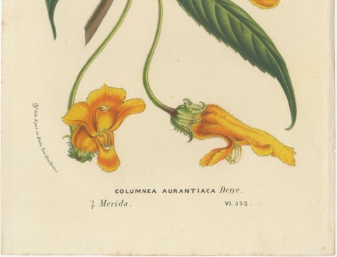 Exquisite Flora: Natal Lily and Golden Trumpet Vine in Artistic Display, c.1855, close-up 1
