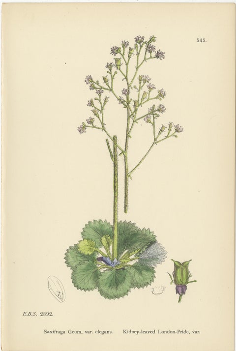 Hand-Colored Botanical Engravings of London-Pride and Its Varieties, 1902, view 2