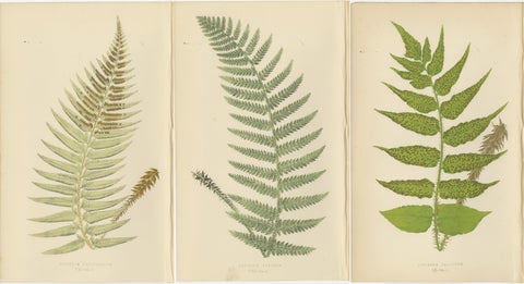 Antique Hand-Colored Fern Prints, Aspidium Species, 19th Century Botanical Art, view 5