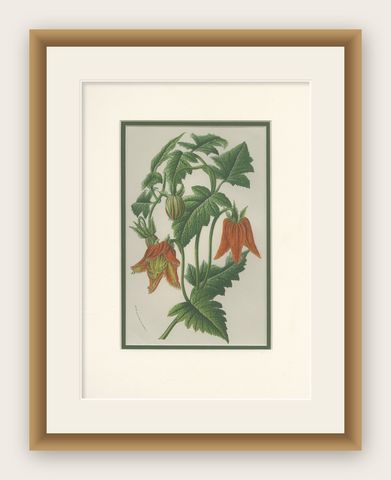 Antique Botany Print of the Illairea Canarinoides by Van Houtte 'c.1845', shown framed