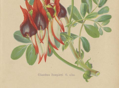 Vibrant Botanical Lithographs: Flamingo Flower and Sturt's Desert Pea, c.1855, close-up 4