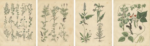 Antique Meadow and Fodder Plants Prints, Botanical Studies, 1852, view 6
